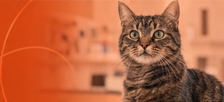 Placeholder cat photograph